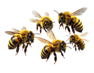 Five Bees Flying in Formation, Front View, Isolated PNG (2)