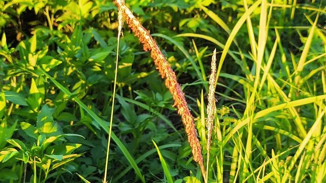Close up Imperata cylindrica flowers or cogongrass flowers blowing in the wind