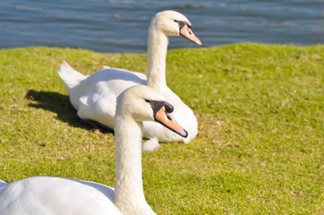 Swan or Cygnus ,Mute Swan or Cygnus olor or white swan