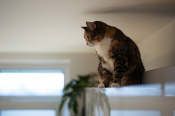 Curious fluffy calico cat sitting on kitchen cabinet under ceiling, pet looks outside window, checking out view from high spying spot at home, furry domestic kitty using furniture as own space. © DimaBerlin