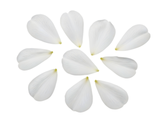 White flower petals arranged in a circular pattern isolated on transparent background