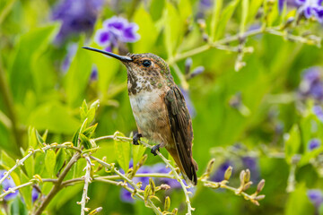 Allen's Hummingbird (Selasphorus sasin) Photo, Perched, Showing Her Colors