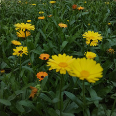 A large area full of charming flowers .