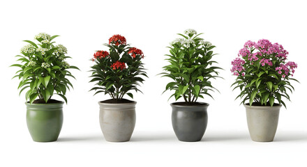 Fototapeta premium Floral Symphony in Pots: Four vibrant plants, each with a unique blossom, sit gracefully in their individual pots, showcasing the beauty of nature. 