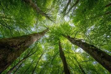 Looking upwards through the lush canopy of tall green trees toward the bright sunlight