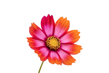 A beautiful two-toned cosmos flower with pink and orange petals against a stark black background