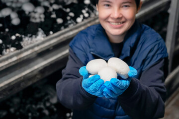 Smiling happy girl worker in a cellar greenhouse holds white champignon mushrooms in her hands against the background of shelves and racks with grown mushrooms