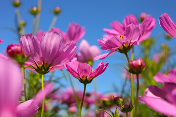 Pink cosmos flowers under a clear blue sky.