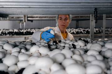 Female worker wearing blue gloves checks and collects samples of mature champignon mushrooms from shelves in an industrial farm for large scale mushroom cultivation