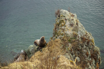 Wild Sea Lions of Petropavlovsk Kamchatsky Coast