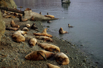 Wild Sea Lions of Petropavlovsk Kamchatsky Coast
