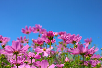 Fototapeta premium Pink cosmos flowers under a clear blue sky.