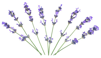 Group of fresh lavender flowers isolated on a white background, top view. Lavender flowers bunch.
