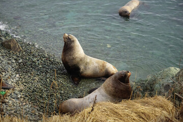 Wild Sea Lions of Petropavlovsk Kamchatsky Coast