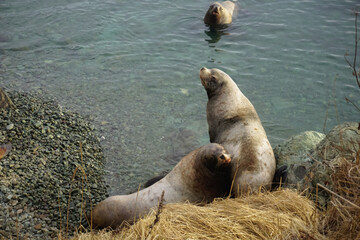 Wild Sea Lions of Petropavlovsk Kamchatsky Coast