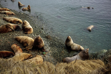 Wild Sea Lions of Petropavlovsk Kamchatsky Coast