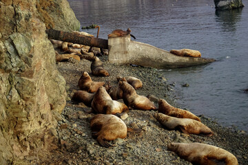 Wild Sea Lions of Petropavlovsk Kamchatsky Coast