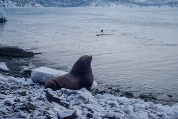 Wild Sea Lions of Petropavlovsk Kamchatsky Coast