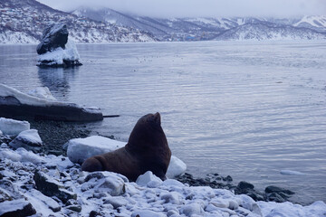 Wild Sea Lions of Petropavlovsk Kamchatsky Coast