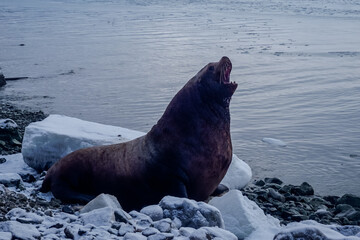 Wild Sea Lions of Petropavlovsk Kamchatsky Coast