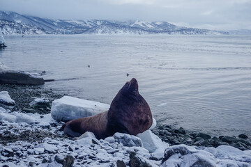 Wild Sea Lions of Petropavlovsk Kamchatsky Coast