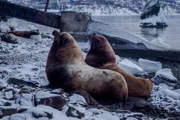 Wild Sea Lions of Petropavlovsk Kamchatsky Coast