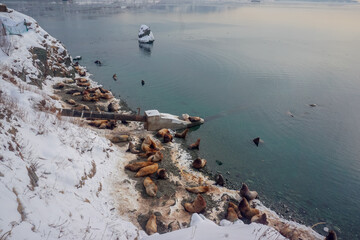 Wild Sea Lions of Petropavlovsk Kamchatsky Coast