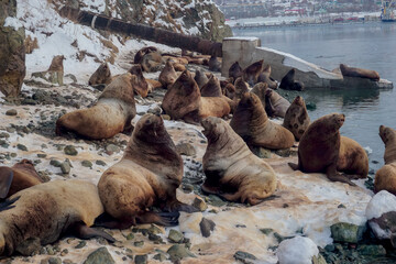 Wild Sea Lions of Petropavlovsk Kamchatsky Coast