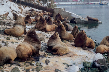 Wild Sea Lions of Petropavlovsk Kamchatsky Coast