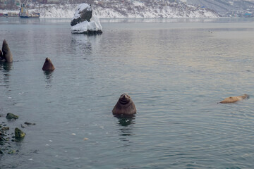 Wild Sea Lions of Petropavlovsk Kamchatsky Coast