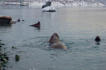 Wild Sea Lions of Petropavlovsk Kamchatsky Coast