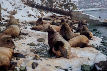 Wild Sea Lions of Petropavlovsk Kamchatsky Coast