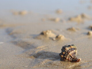 conchiglie sulla spiaggia, Natural seashells scattered on a sandy beach, coastal summer background with marine texture. Concept of vacation, sea, nature, relaxation and travel.