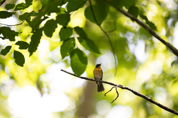Vibrant Male Tickell's blue flycatcher perch in a lush green tropical forest. The background is well blurred with bokeh and tree branches.