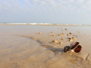 conchiglie sulla spiaggia, Natural seashells scattered on a sandy beach, coastal summer background with marine texture. Concept of vacation, sea, nature, relaxation and travel.