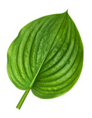 A Single Vibrant Green Hosta Leaf Isolated on White.