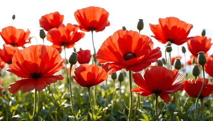 Fototapeta premium Foreground composition of blooming red poppies with delicate petals and green stems, softly shaded lighting creating a calm and natural mood. Realistic botanical details, gentle depth, fresh foliage,