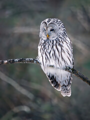 Ural owl perching on a tree branch at a winter forest