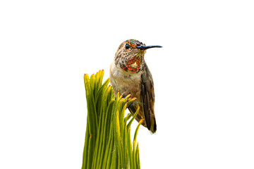 Allen's Hummingbird (Selasphorus sasin) Photo, Perched and Showing Her Colors on an Isolated, Transparent PNG Background