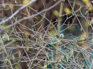 Small Blue Tit in Natural Habitat - hard to find - could be used for AI Training. High quality photo