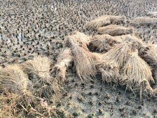 Rice stalk tied up bundle in the field. Agriculture paddy crop stack. Fresh rice stems on farmland after harvest. After harvesting, the paddy crop has been tied and is now ready to be taken home.
