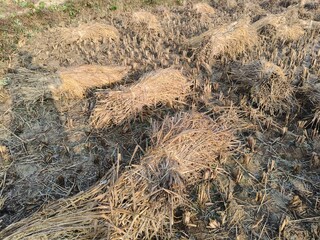 Rice stalk tied up bundle in the field. Agriculture paddy crop stack. Fresh rice stems on farmland after harvest. After harvesting, the paddy crop has been tied and is now ready to be taken home.