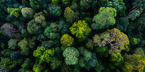 Naklejka premium Lush Amazon rainforest canopy overhead nature minimalist