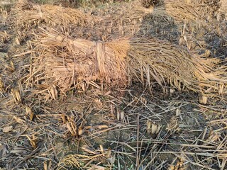 Rice stalk tied up bundle in the field. Agriculture paddy crop stack. Fresh rice stems on farmland after harvest. After harvesting, the paddy crop has been tied and is now ready to be taken home.