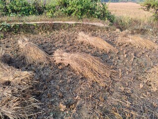 Rice stalk tied up bundle in the field. Agriculture paddy crop stack. Fresh rice stems on farmland after harvest. After harvesting, the paddy crop has been tied and is now ready to be taken home.