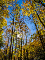 Fall color in the trees in the Blue Ridge Mountains in north Georgia