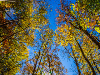 Fall color in the trees in the Blue Ridge Mountains in north Georgia