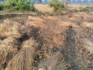 Rice stalk tied up bundle in the field. Agriculture paddy crop stack. Fresh rice stems on farmland after harvest. After harvesting, the paddy crop has been tied and is now ready to be taken home.