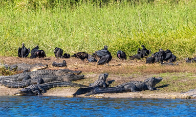 American Alligators on the bank of the Myakka River in Myakka River State Park in Sarasota Florida USA