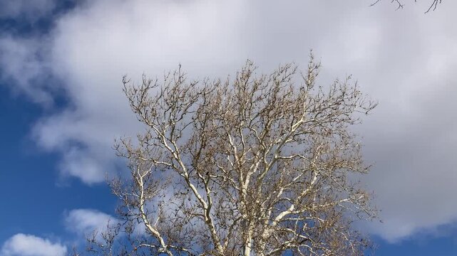 sycamore tree in winter
